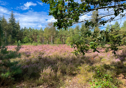 Forest in bright sunlight in summer, Utrecht, Baarn, Lage Vuursche, September 6, 2026