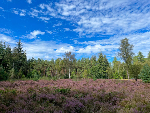 Forest in bright sunlight in summer, Utrecht, Baarn, Lage Vuursche, September 6, 2026