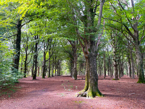 Forest in bright sunlight in summer, Utrecht, Baarn, Lage Vuursche, September 6, 2026