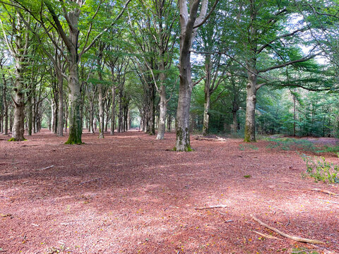 Forest in bright sunlight in summer, Utrecht, Baarn, Lage Vuursche, September 6, 2026