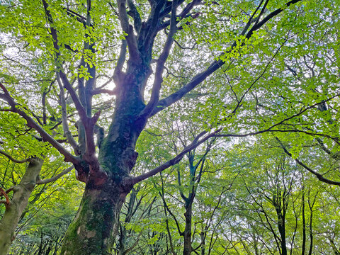 Forest in bright sunlight in summer, Utrecht, Baarn, Lage Vuursche, September 6, 2026
