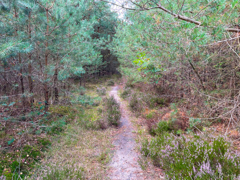 Forest in bright sunlight in summer, Utrecht, Baarn, Lage Vuursche, September 6, 2026