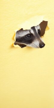 Raccoon peeking through torn yellow paper hole