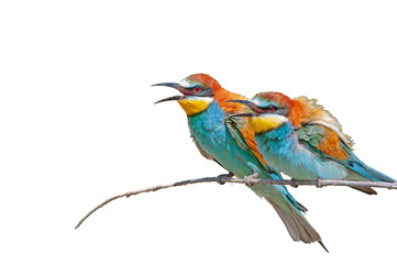 Obraz premium Two European bee-eaters (Merops apiaster) with open beaks, perched side by side on a branch against a transparent background. A colorful bird design.