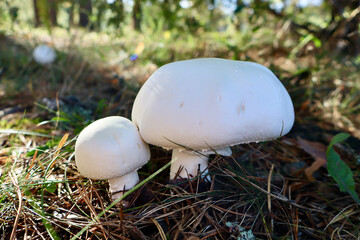 two wild white mushrooms on a pine needle covered forest floor © eve
