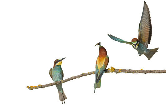 Three European bee-eaters (Merops apiaster), isolated against a transparent background, perched on a branch and taking flight with their prey in their beaks. A dynamic nature shot.