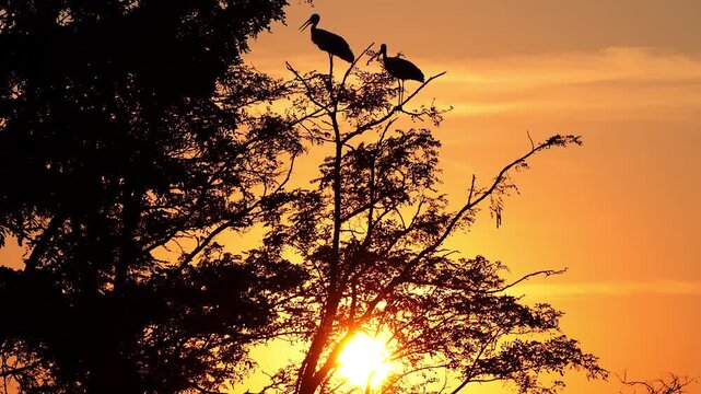 Two white storks (Ciconia ciconia) silhouetted in a tree at sunset