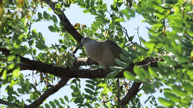 Eurasian Collared Dove (Streptopelia decaocto) singing in a tree in a rural homestead