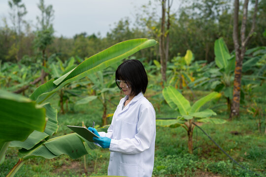 Female agricultural scientist in lab coat and safety glasses writing on clipboard, standing in banana plantation field surveying crops for quality inspection outdoors