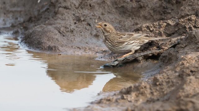 Corn Bunting (Emberiza calandra) drinking from a small rainwater pool in summer