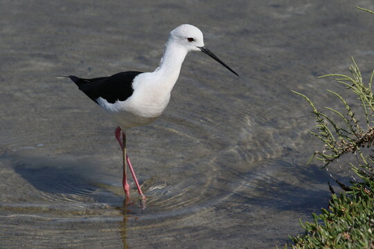 black headed stilt bird looking to hunt