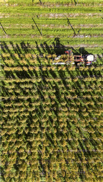 Aerial view of a hop farm with a tractor harvesting rows of hop plants, casting long shadows across the green fields in Murchison, Tasman Region, New Zealand.