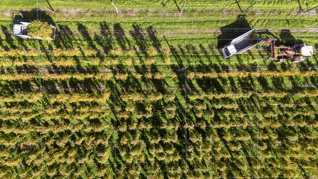 Aerial view of a hop farm with rows of plants and harvesting machinery in Murchison, Tasman Region, New Zealand.
