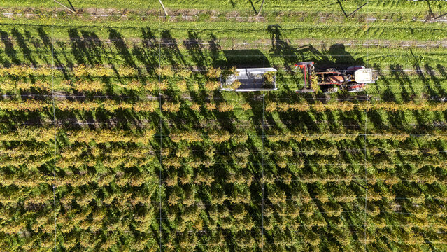 Aerial view of a hop farm with rows of hop plants and a tractor harvesting during the day in Murchison, Tasman Region, New Zealand.