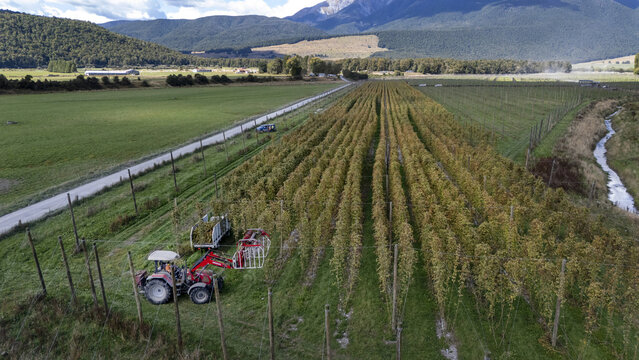 Aerial view of a red tractor harvesting hops in a large hop farm with rows of trellises, green fields, a stream, and mountains in Murchison, Tasman Region, New Zealand.