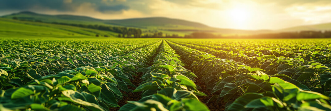 landscape panorama with soybean plantation closeup and straight crop rows leading into golden sunrise, photorealistic