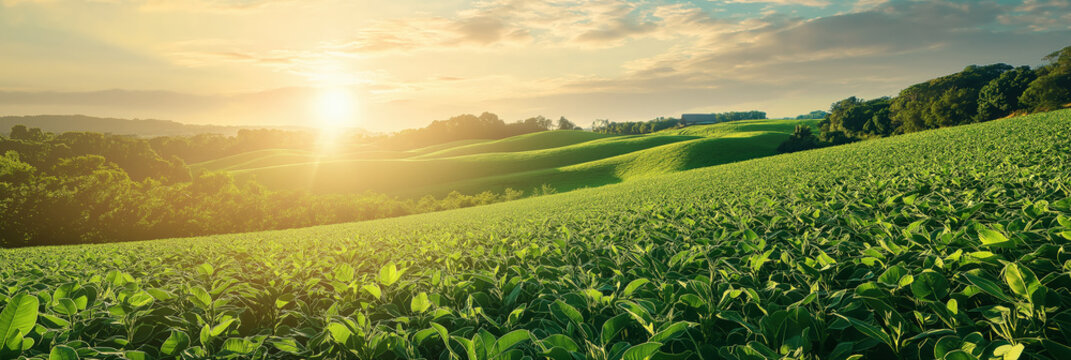 landscape panorama with soybean plantation covering gentle hills in warm evening light, photorealistic