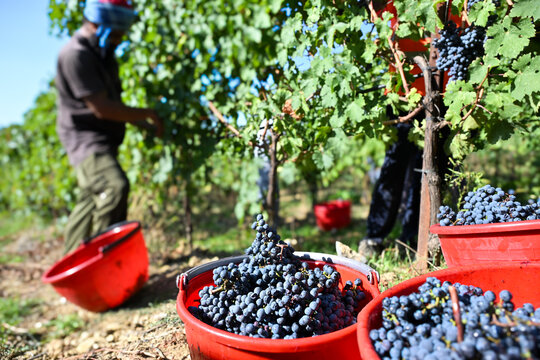 Bolgheri Tuscany 9/5/2025 Bolgheri Cabernet Sauvignon grapes and vineyards in Tuscany for Supertuscan Grattamacco, Sassicaia and Ornellaia wines.The Grattamacco vineyards
