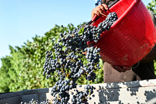 Bolgheri Tuscany 9/5/2025 Bolgheri Cabernet Sauvignon grapes and vineyards in Tuscany for Supertuscan Grattamacco, Sassicaia and Ornellaia wines.The Grattamacco vineyards