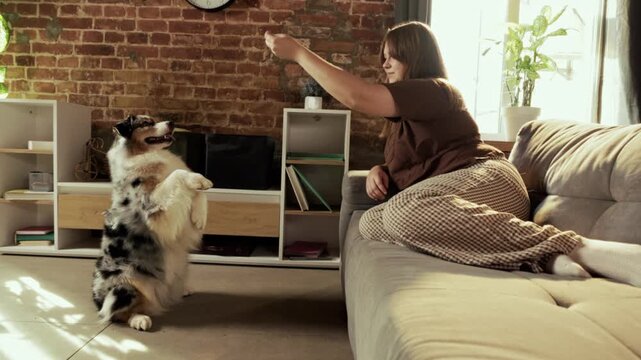Woman teaches Australian Shepherd several obedience tricks beside sofa at home. Concept of dog training, positive reinforcement, animal behavior, and pet bonding.