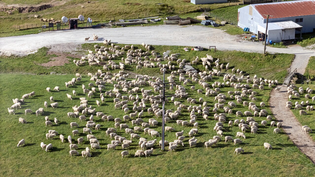 Aerial view of a large flock of sheep grazing in a green pasture near a farm shed and Tukaki Road in Murchison, Tasman Region, New Zealand.