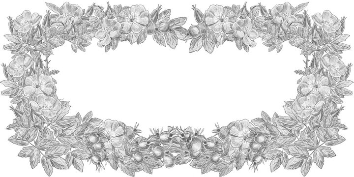 Hand drawn rectangular wild rose flowers and rosehips frame in pencil sketch style with copy space. Ideal for wilderkind decor, herbal cards, wedding invites, organic packaging, farmhouse art.