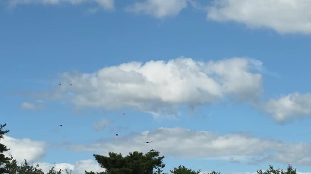 Birds Soaring Across Blue Sky and White Cumulus Clouds