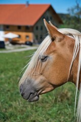 Portrait of a chestnut horse with a long blonde mane on a sunny pasture. © Gesa Foto
