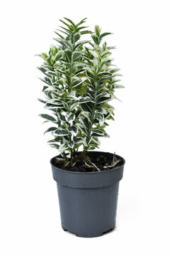 Small potted 'Euonymus Japonicus Kathy' spindle tree plant on white background