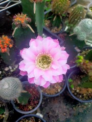 cactus in garden © Songthum Khwankaew