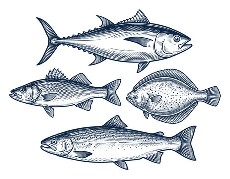 Vintage fish engraving collection, 4 hand-drawn seafood vector illustrations, salmon tuna and flounder sketches for restaurant menus