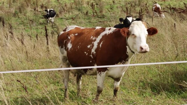 red and white cow stands with a mixed cattle herd in a meadow, presenting pasture-raised livestock, grass-fed agriculture, dairy production and sustainable food systems