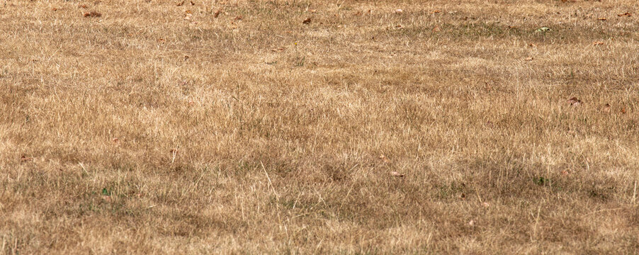 Dry yellow dead grass lawn texture background affected by summer drought