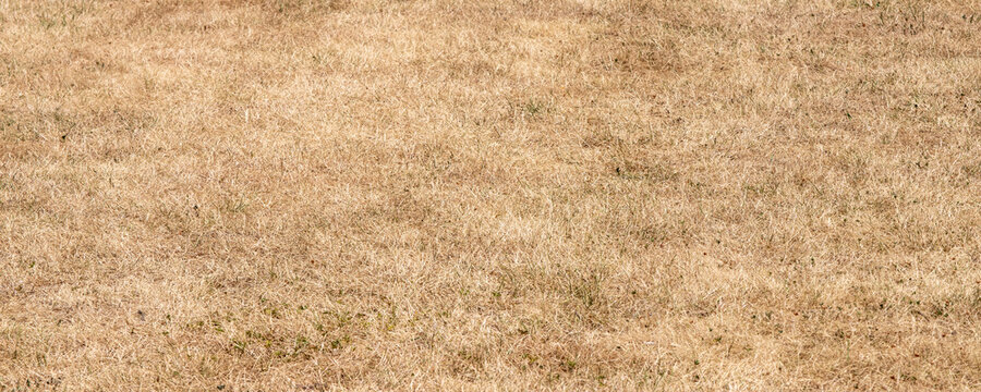 Dry yellow dead grass lawn background damaged by hot summer drought