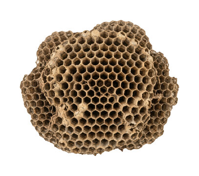 Brown wasp nest with hexagonal cells isolated on transparent background for biology study
