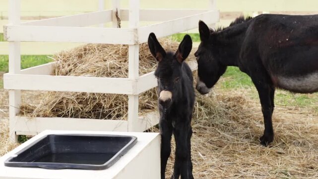 adult black donkey gently nuzzles a foal beside a hay feeder and water trough, capturing parental care, trust, protection, early development and farm animal bonding