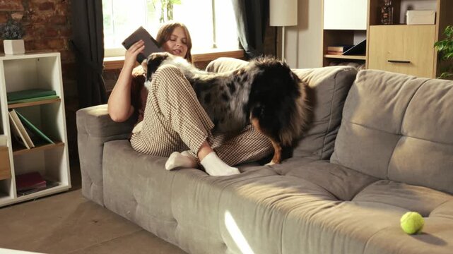 Australian Shepherd seeks attention from woman using smartphone on sofa. Concept of pet attention, digital distraction, animal bonding, and home lifestyle.