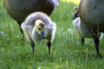 Goose Family © Robert