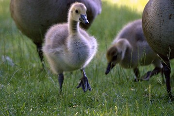Gosling in the grass © Robert