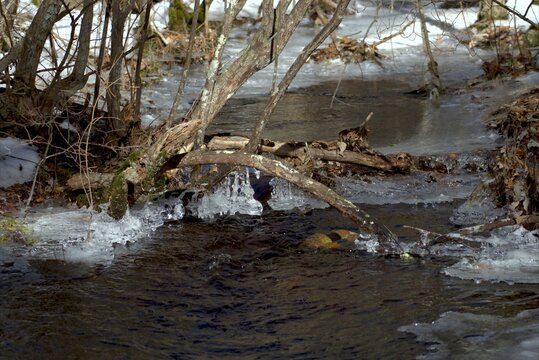 River in the forest
