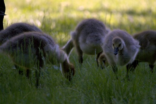 Goslings on the grass