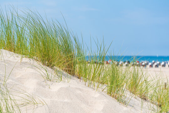 Gras auf Sandd&uuml;nen an der Ostsee