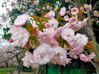 sakura  © Songthum Khwankaew