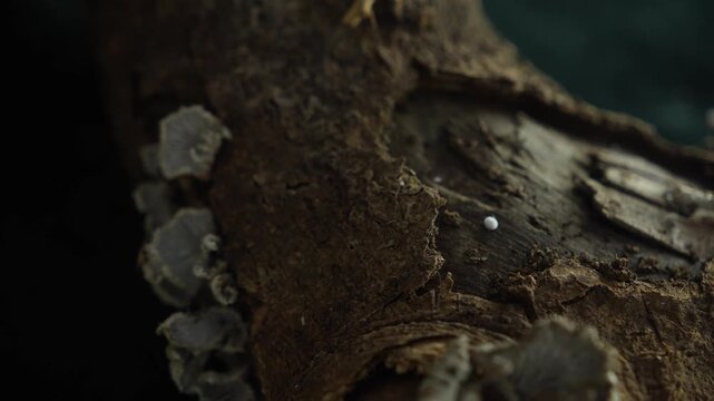 Tiny forest fungi growing on decaying wood with cinematic macro texture