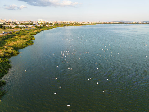 Aerial view of Lake Burgas with a large flock of pelicans swimming in the calm water, surrounded by lush reeds and the distant city skyline in Burgas, Bulgaria.