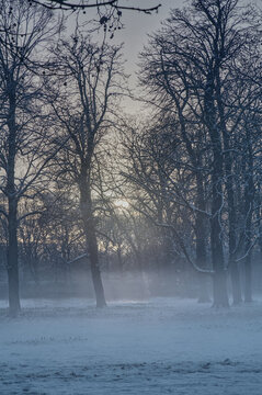 Backlighting with silhouetted trees and snow on the ground