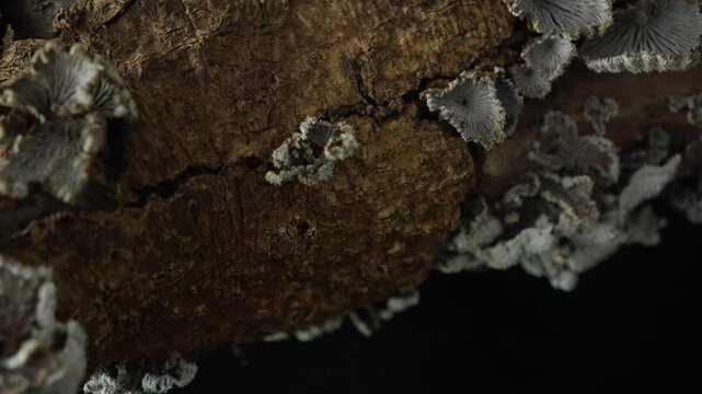 Delicate white fungi growing on weathered driftwood in forest macro scene