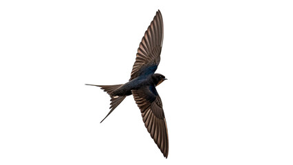 Obraz premium Small wild swallow bird flying in flight isolated on transparent background