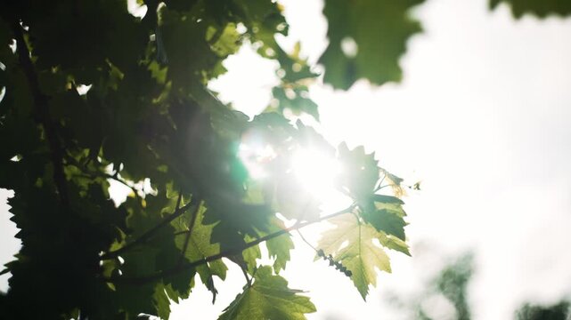 Grapevine leaves backlit by sunlight. Green leaves with warm sunlight. Light shines through grape leaves at a vineyard.