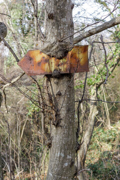 Rusty Metal Arrow Sign Swallowed by a Tree Trunk in the Forest, Concept of Nature Reclaiming Man-made Objects and Time Passing